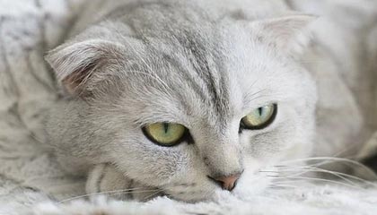 开云体育-2020中超数据个人篇：奥斯卡丢助攻王仍霸3个榜