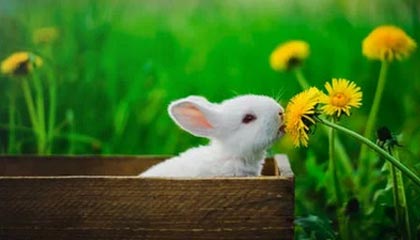 开云体育-男乒世界杯樊振东冲击三连冠 马龙或再遇张本智和